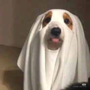 不吃吐司的蓝猫