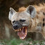 WhimsicalHyena