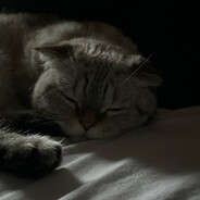 Утка в тапках