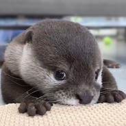 Otter
