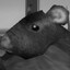 ratsoreal