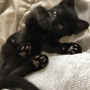 ШАРФ ВЕРУХА