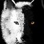 TeaZWolf