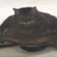 slug