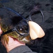 Walleye FT