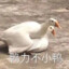 为爱冲锋的勇士