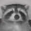 Unidentified raccoon