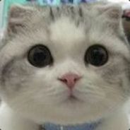 喵小懒