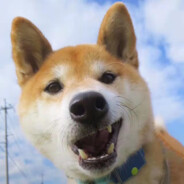 皮皮皮