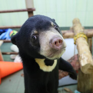 Bear avatar