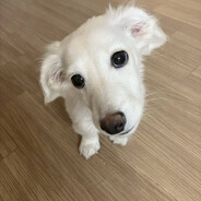 DOBBY