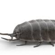 Bicho Bolita