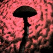 Infected Mushroom