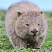 Wombatinho