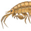 sand flea