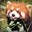 A Red Panda