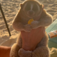 заяц по кличке mamka