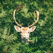 叶去辞风水自波