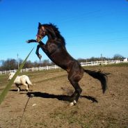 Fason - steam id 76561197962212936