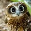 〝steriys〞 ❥ Owl