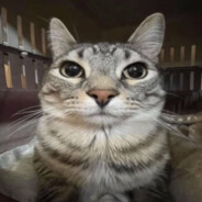 Cat - steam id 76561199099842587