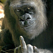 GORILLA:)