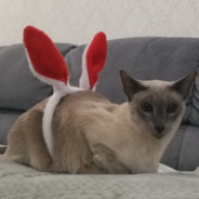 бУЛЬБУЛЯТОР