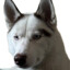 RuskyHusky