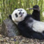 DrunknPanda76