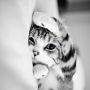 冷静谦虚少说话Max