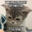 MsMyavochka