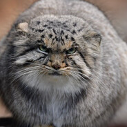 Chonker