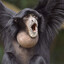 Screaming Gibbon