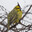 Yellow cardinal