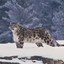 snowleopard