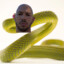 Andrew Snake