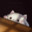 Kitsune