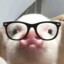 小猪猪