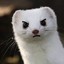 awonderinweasel