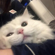 Big Avatar