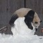 SnowBallRollingPanda