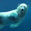 The Bipolarbear