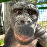 мисис хаджиме