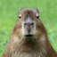 capybara07