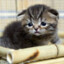 zZupPan