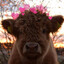MooMoo