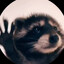 Pedro Raccoon