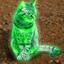 Ray Cat