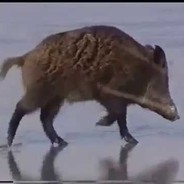 ebalvrot