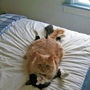 失踪人口左宁喵